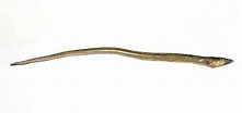 Afbeeldingsresultaten voor Echelus myrus Anatomie. Grootte: 221 x 104. Bron: www.ilmaredamare.com