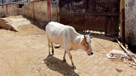 Tension In Uttarakhand Town After Man Held For Having Sex With Cow