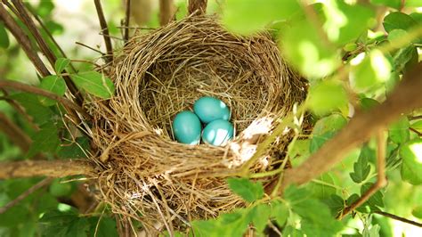 identify common wild backyard bird eggs