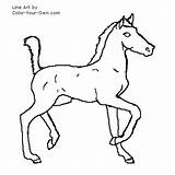 Coloring Foal Saddlebred Pages Color American Horse Index Own sketch template