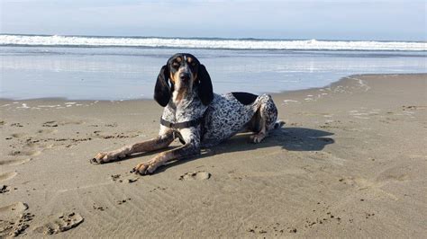 bluetick coonhound dog breed complete guide   animals
