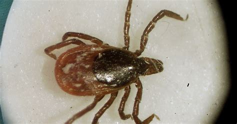 ticks  michigan     types diseases  spread
