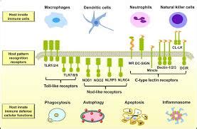 immune response   body