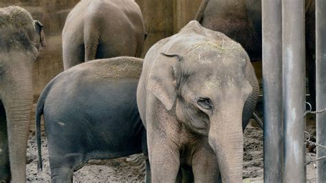 Captive Elephants Can Spread Tuberculosis To Humans—an Issue Thats