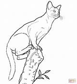 Cat Pages Coloring Realistic Abyssinian Drawing Detailed Printable Gatos Para Gato Colorir Color Desenhos Chat Gif Imprimir Super Pintar sketch template