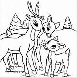 Reindeer Coloring Pages Cute Realistic Getdrawings sketch template