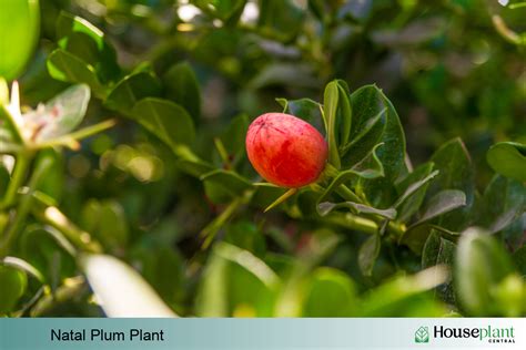 growing  natal plum plant indoors