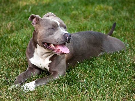 american pit bull terrier talis