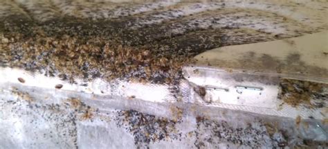 Video The Nastiest Bed Bug Infestation You Ll Ever See In
