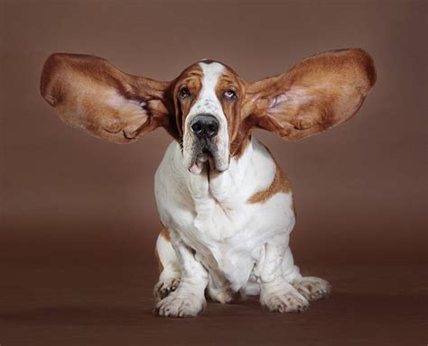 razas de perros  orejas largas blog de cuida mi mascota
