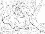 Coloring Orangutan Realistic Pages Bornean Printable Color Drawing Clipart Orangutans Print Version Supercoloring Drawings Animals sketch template