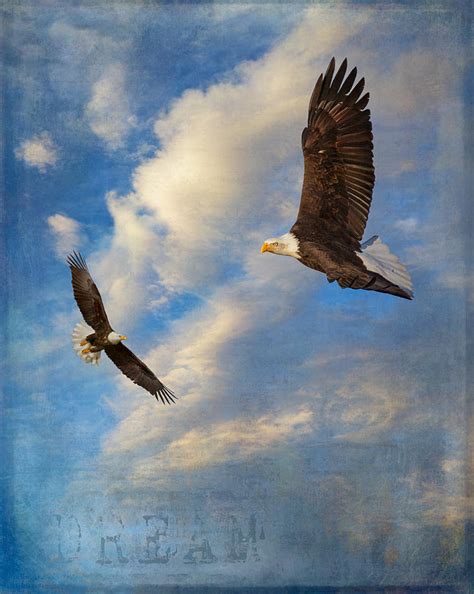 eagle dream photograph  angie vogel fine art america
