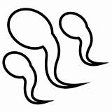 Sperm sketch template