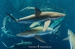 Afbeeldingsresultaten voor "carcharhinus Brachyurus". Grootte: 151 x 100. Bron: www.sharksandrays.com