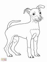 Pinscher Miniature Drawing Coloring Puppy Printable Getdrawings Kids sketch template