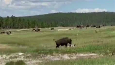 Montana Woman Plays Dead To Avoid Bison Attack In