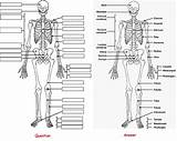 Skeletal Skeleton Anatomy Bones Coloringpagesfortoddlers Physiology Labeled sketch template