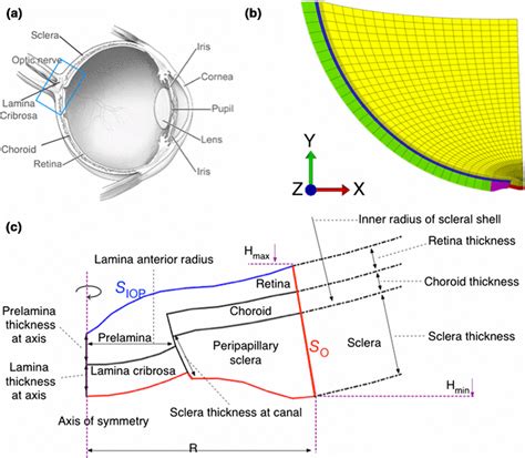 schematic   human eye adapted   national eye  scientific diagram