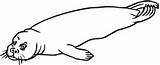 Seehund Robben sketch template