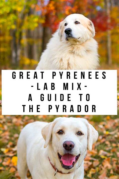 pyrador breed guide  life   great pyrenees lab mix