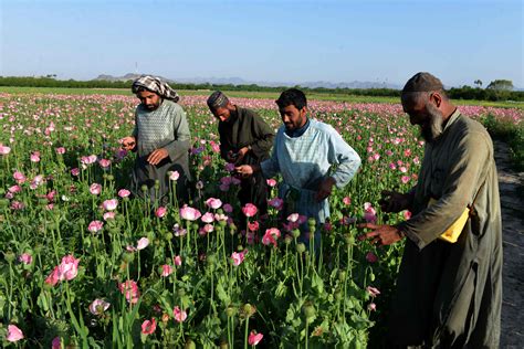 afghanistan drugs crime opium