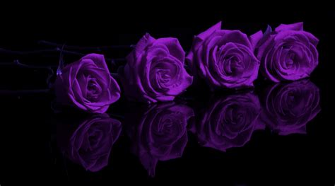 download purple rose wallpapers backgrounds of 2 [1600x889] 48 purple rose wallpaper desktop