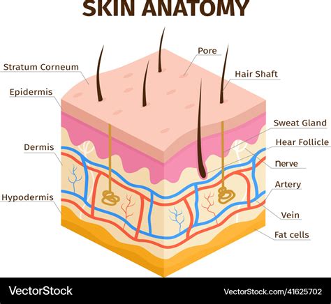 human skin diagram