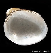 Afbeeldingsresultaten voor "nuculoma Tenuis". Grootte: 177 x 185. Bron: www.arcodiv.org