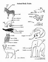 Traits Animal Coloring Body Science Physical Exploringnature Visit sketch template