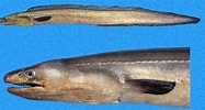 Afbeeldingsresultaten voor "cynoponticus Ferox". Grootte: 187 x 100. Bron: www.kalapeedia.ee