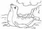 Foca Colorare Zeehond Seehund Zeehonden Malvorlage Seal Disegni Ausmalbilder Dieren Animali sketch template