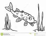 Fish Brochet Pike Coloration Poissons Illustrazione Coloritura Luccio Pesce Template Walleye sketch template