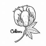 Cotone Plants Pianta Schizzo Cottonfield Isolato Grafico Grafiche Piante sketch template