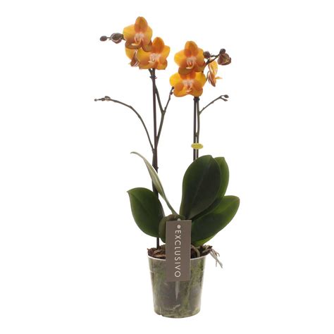 bolcom exclusivo speciaal orchidee cadeau