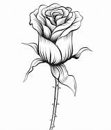 Rose Drawings Coloriage Coloring Pages Tattoo Drawing Flower Pencil Dessin Flowers Valentin Saint Blumen Rouge Zeichnen Designs Sketch Muster Szkic sketch template