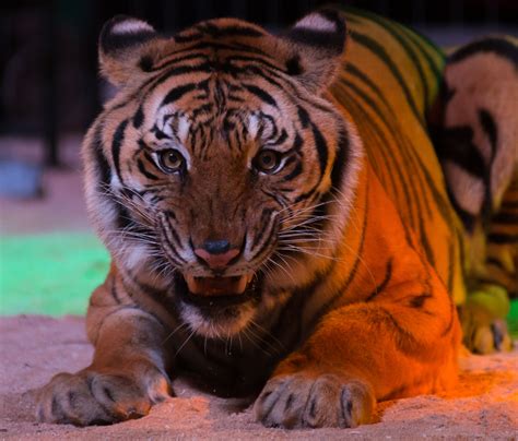 faits divers justice bangladesh  celebre tueur de tigres du