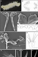 Afbeeldingsresultaten voor "ophryotrocha Maculata". Grootte: 124 x 185. Bron: www.researchgate.net