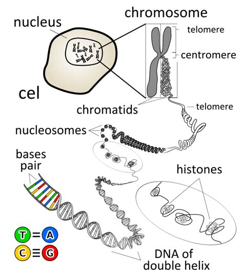 Difference Between Chromosome And Gene Pediaa