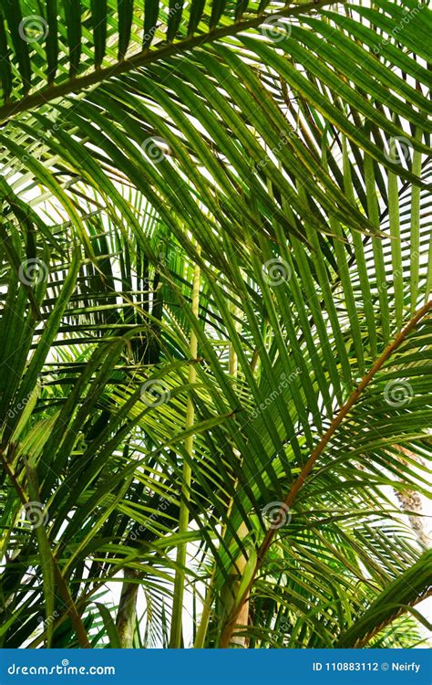 tripical leaves background stock photo image  nature