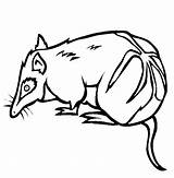 Bandicoot Coloring Pages Animals Endangered Barred Color Animal Online Thecolor sketch template