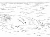 Seehund Ausmalbild Ausmalbilder Liegt Robben Kostenlos sketch template