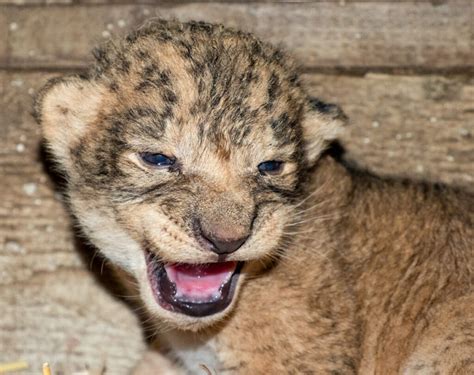 vier leeuwenwelpjes geboren  safaripark beekse bergen tilburgersnl natuur milieu dieren