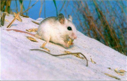 alabama beach mouse plan  cut permit waits alcom