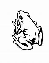 Coloring Pages Amphibian Library Clipart Phyllobates sketch template