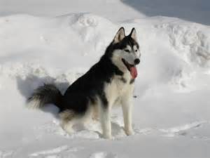 siberian husky origine caractere sante couleur fiche chien