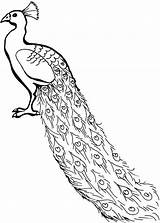 Peacock Coloring Pages Kids Drawing Congo Line Colouring Outline Clipart Peafowl Color Cartoon Simple Lovely Printable African Cliparts Painting Birds sketch template