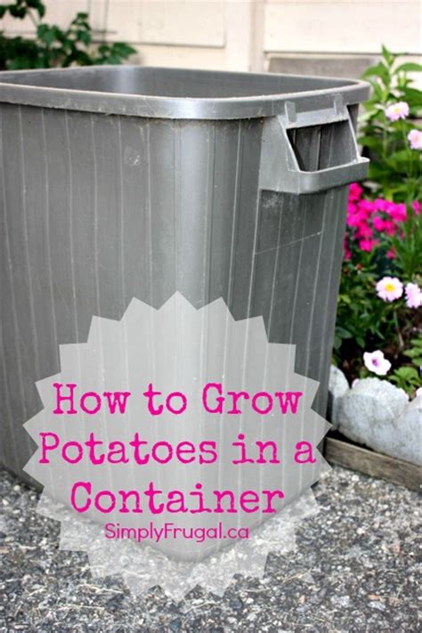 grow potatoes   container