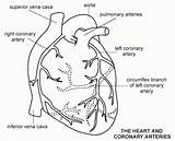 Coronary Arteries Veins Circulation Angiography Artery Cardiac Vein Vessels Posterior sketch template