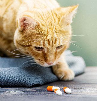 giving cats medicine  smart solution  purrington post