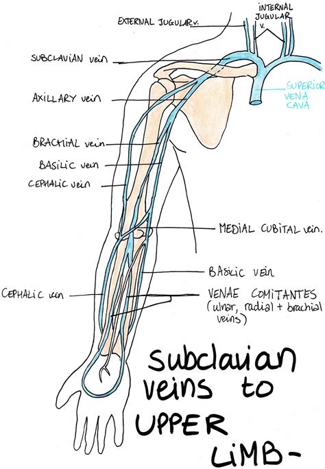 anatomy  upper limb veins medicinebtgcom